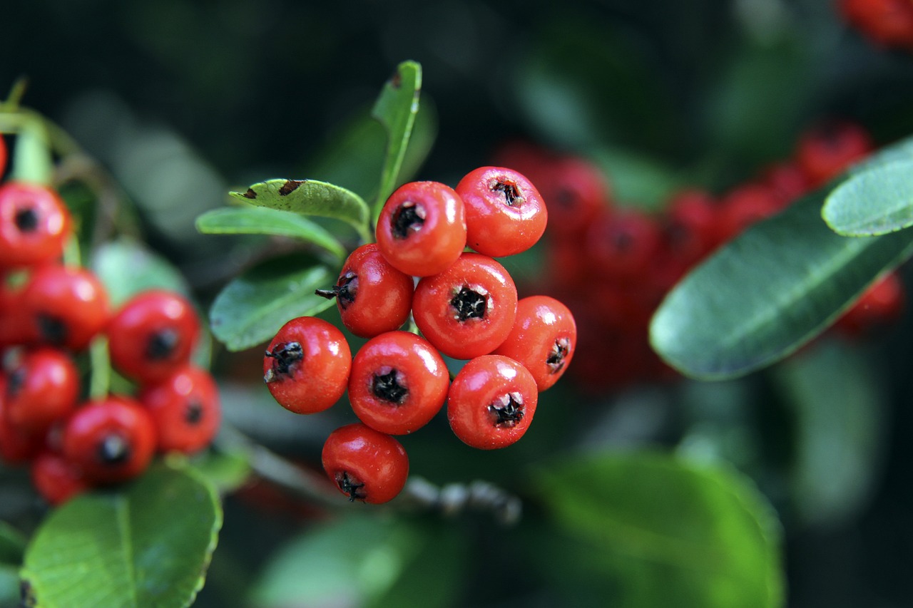 少核心球员 少核心球员